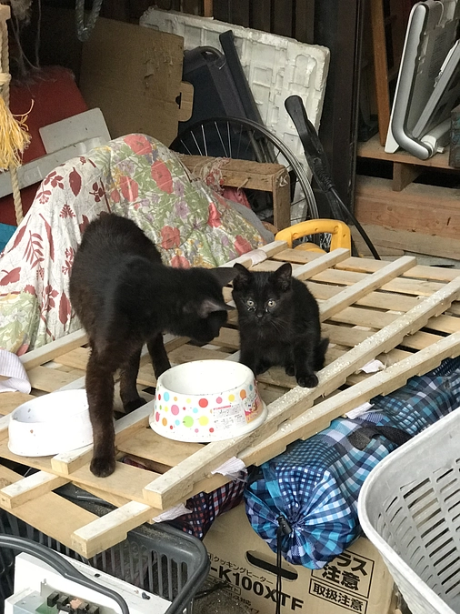 黒ちび君が血尿⁉病院に行きました