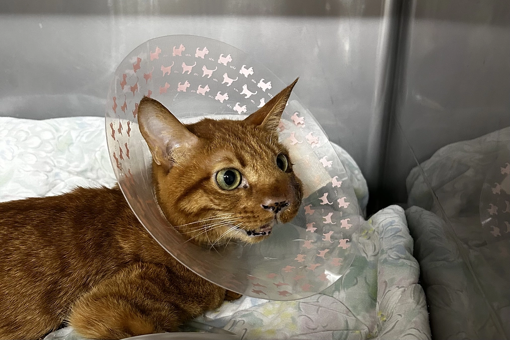 8/6   セカンドオピニオンへ行きました　2.60kg