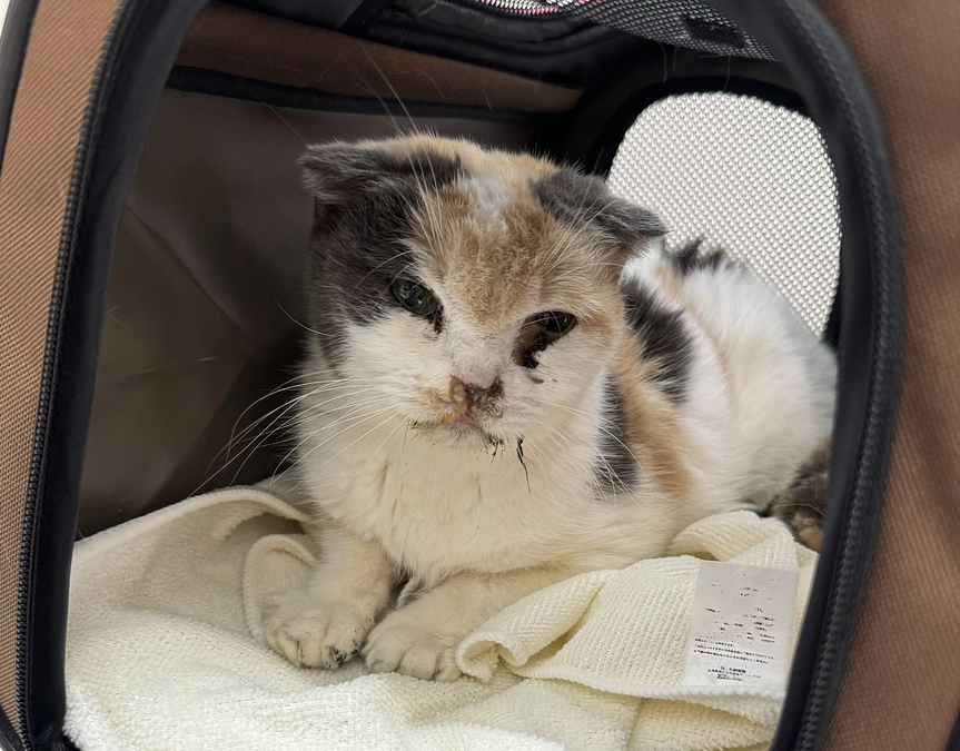 残り【5日】！！  そしてレスキューのご報告