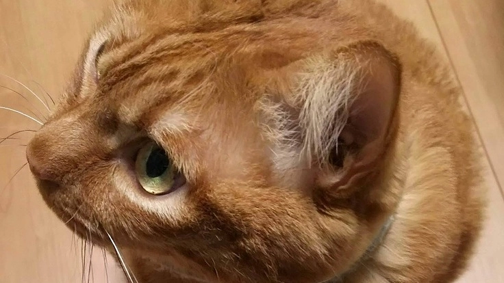 急募！心臓肥大で投薬治療をしている我が家の猫の治療費の支援。