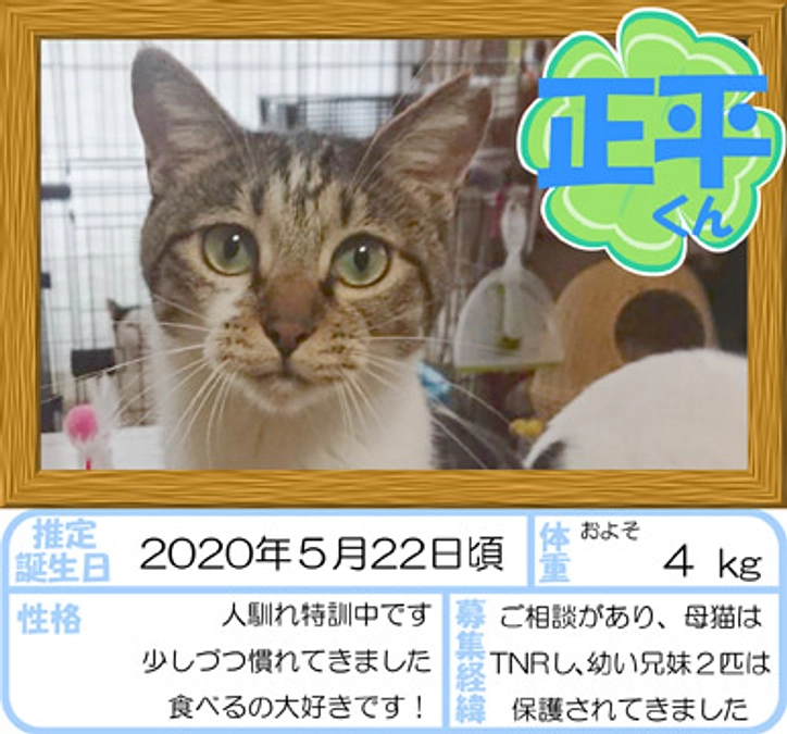 在籍猫紹介【正平くん＆峰子ちゃん】