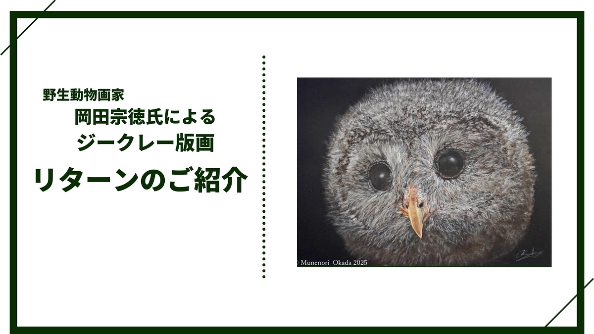 【追加リターン紹介】野生動物画家 岡田宗徳氏によるジークレー版画「エゾフクロウ雛」