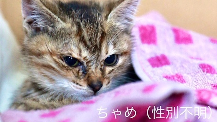 倒れていた仔猫を保護、小さな命を守るため医療費支援をお願いします。