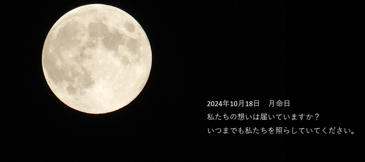 月命日に (鎮魂の白菊の花火）