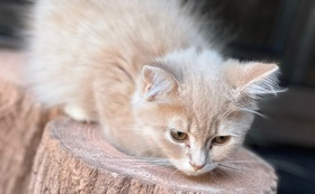 もなか応援　5000円