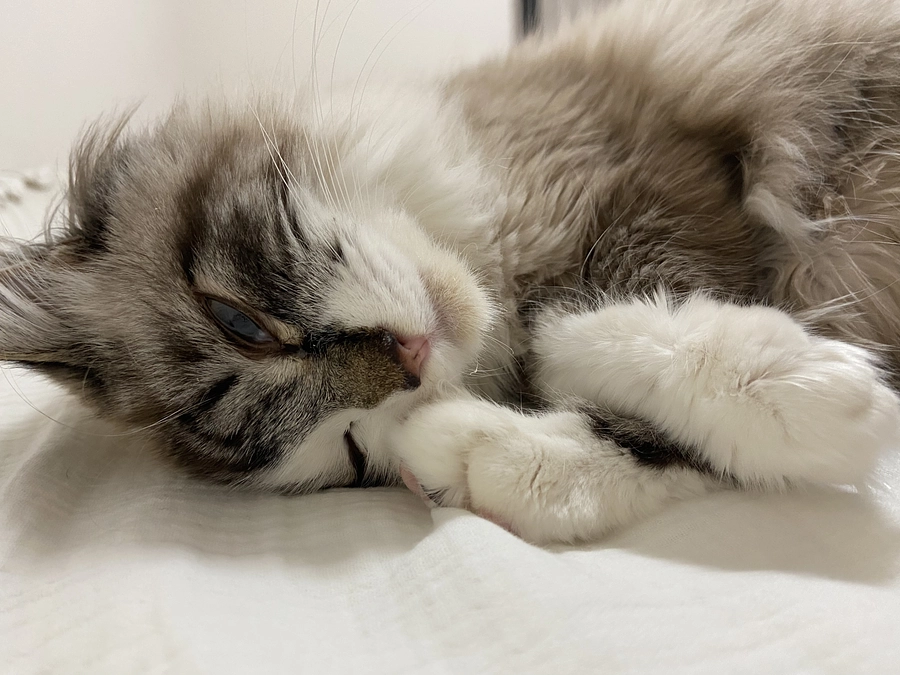 ⑥FIP治療　～自宅での投薬開始～