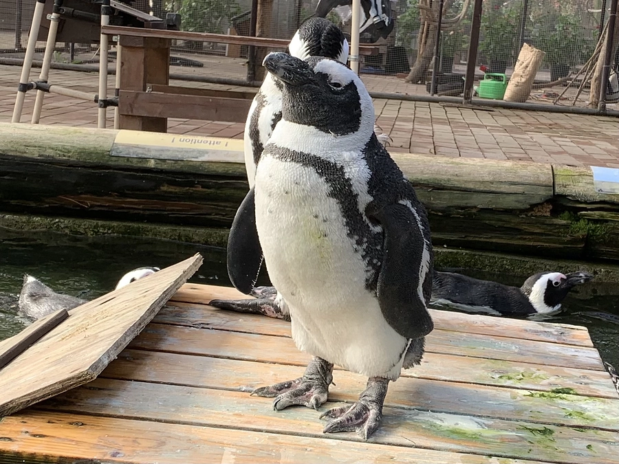 【新リターン追加！】ペンギン「いく」ちゃんのバースデーイベント実施のお知らせ