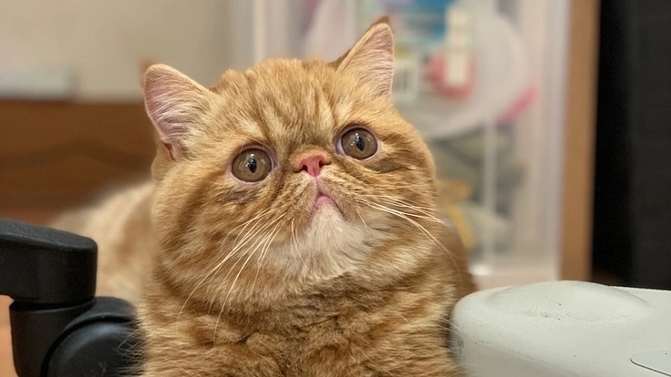 生後5ヶ月で発症　猫伝染性腹膜炎(FIP)から救いたい！！