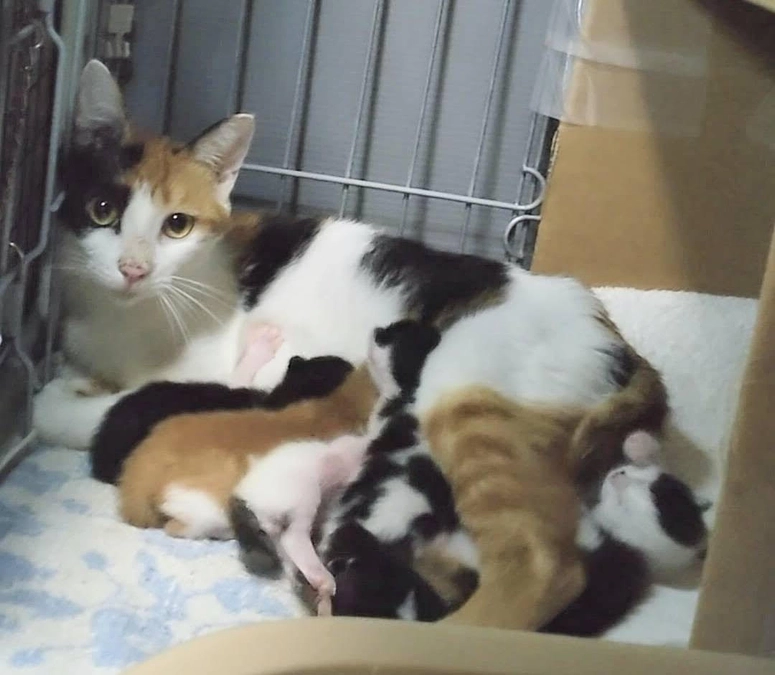 【寄付使途レポート】手術を先送りにしたことで増え続けた猫たち。負の連鎖を断ち切るために必要なこととは