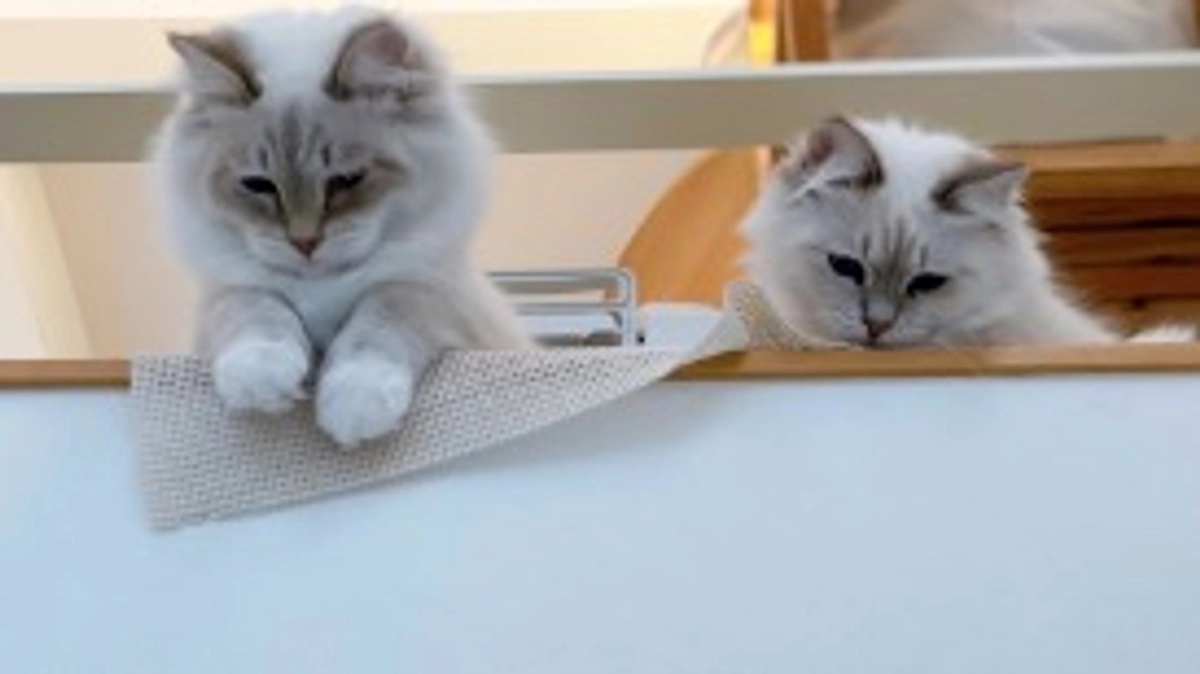 【お先にネロくん去勢終了。お疲れ様】