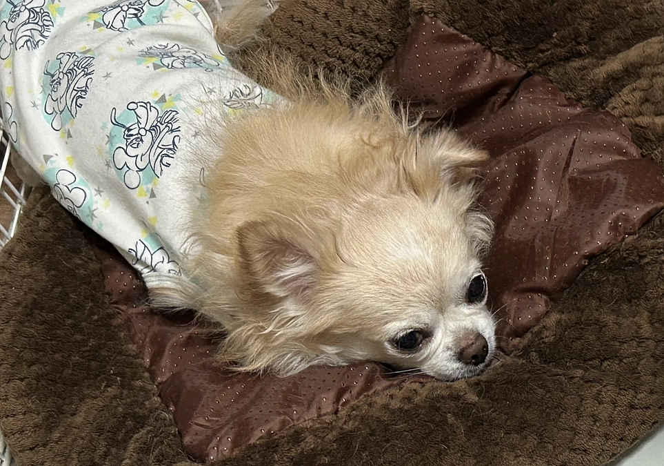 今日は呼吸数が多いような？…お昼休憩、自宅に帰りました…。。