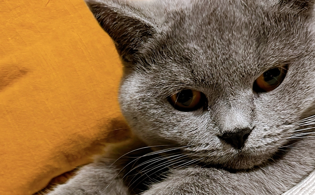 ドムくん応援(3000円)