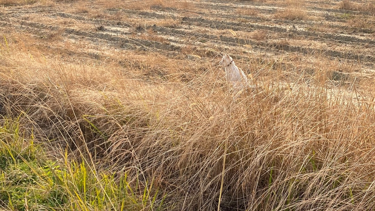 年末年始のレスキュー報告①抱えている案件が多すぎますが、悩んだ末に受けました。