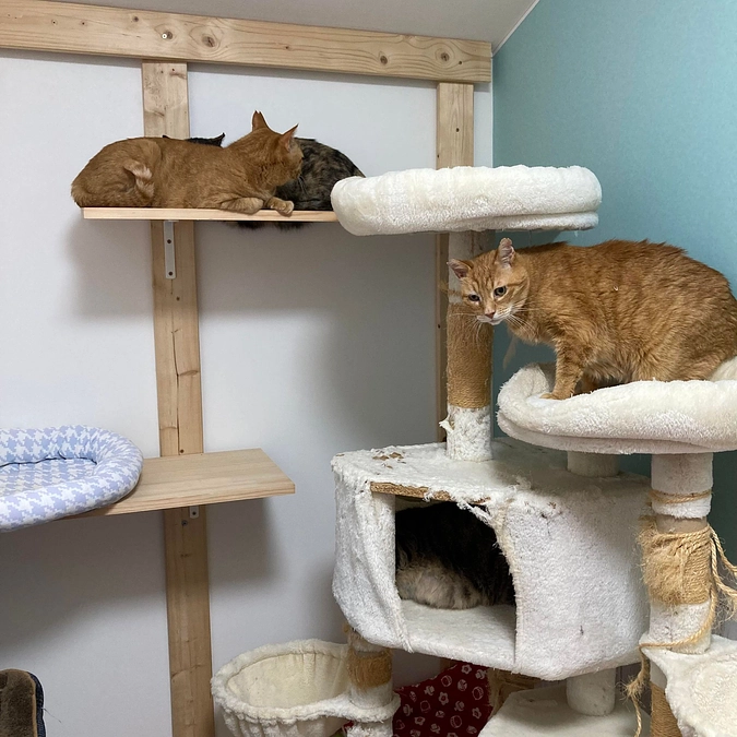 5匹のニャンコが新部屋にお引越ししました！