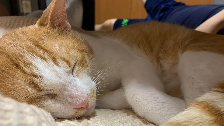 保護猫【おもち】への支援をお願いします