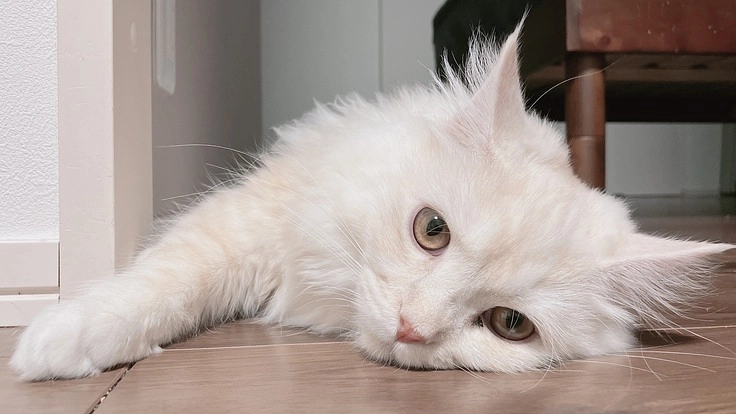 FIP(猫伝染性腹膜炎)を発症した生後半年のデコを寛解させたい