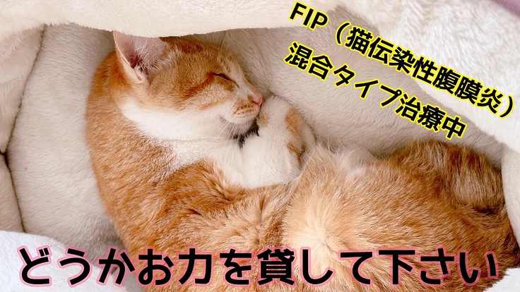 助けて下さい！難病FIP- 猫伝染性腹膜炎-と闘うルルを守りたい！