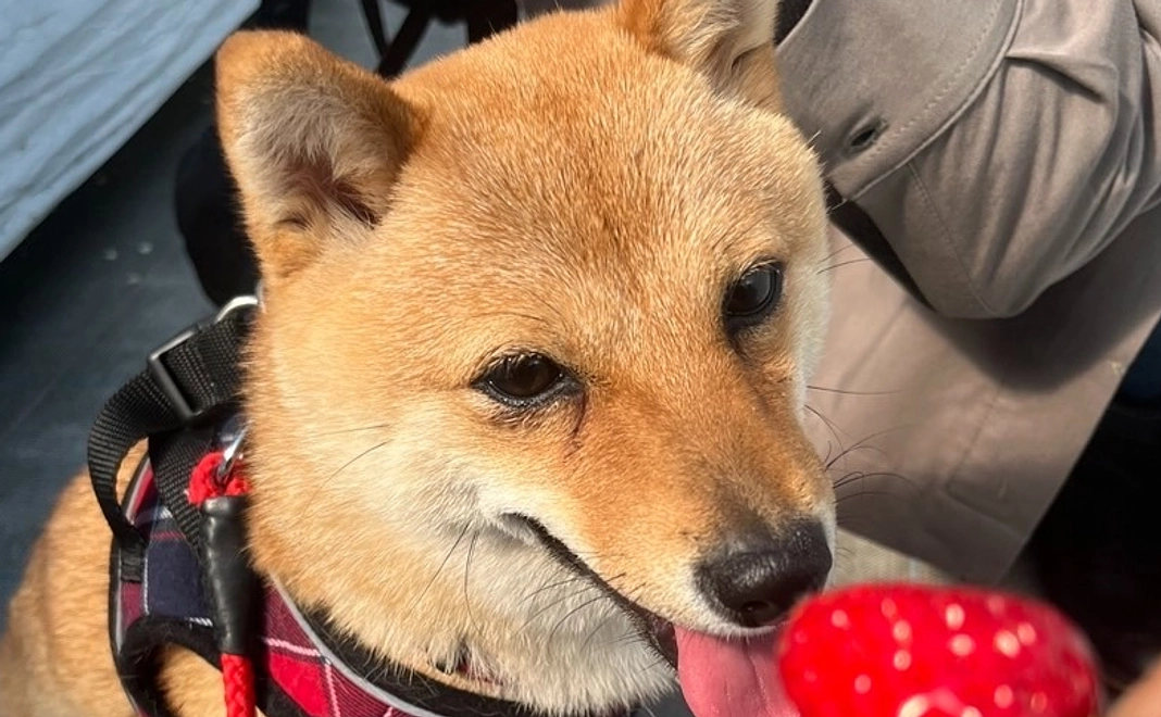 頑張れサクラ②