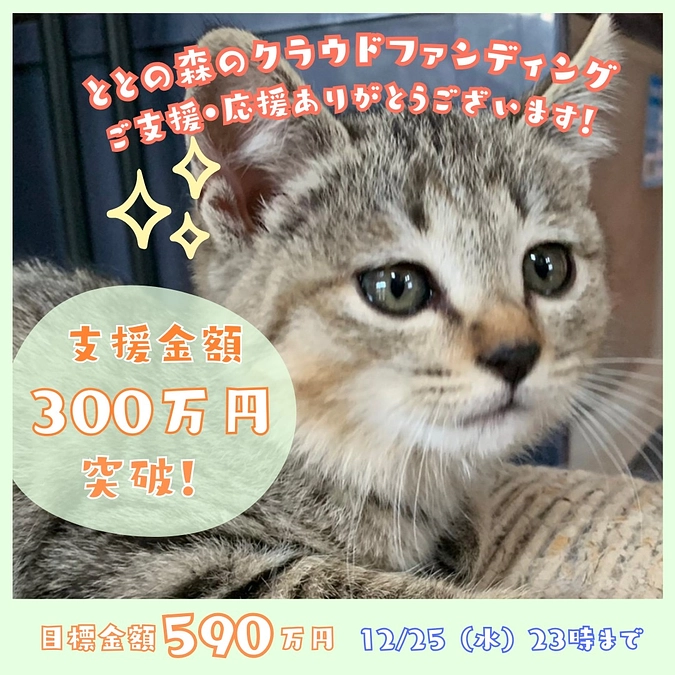 【300万円突破】新しい『保護猫かふぇ』を作り、保護猫を知ってもらう事で、幸せになれる子を増やしたい
