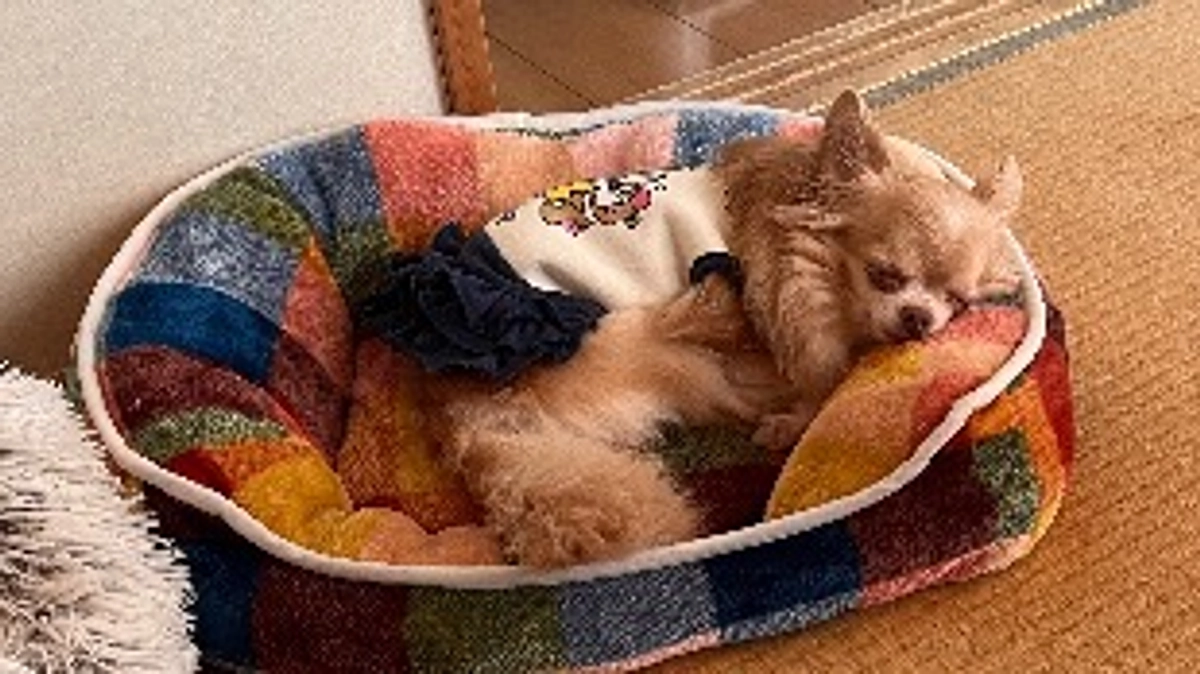 抱っこ散歩も難しく...😔