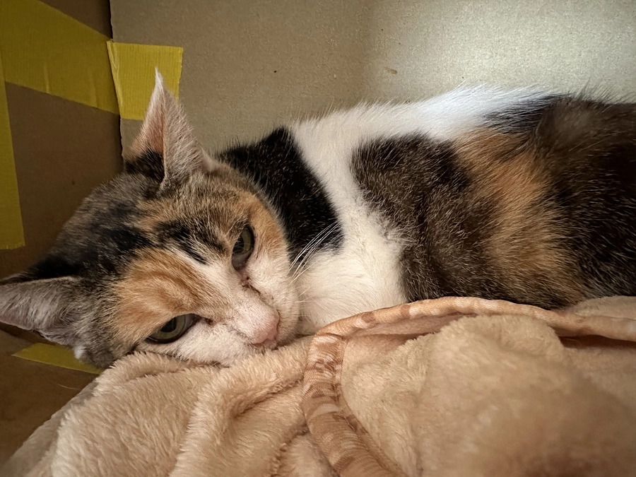 飼い主に先立たれた猫