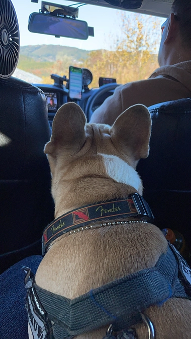 皆様のおかげでちくわくん元気になってきています🐶