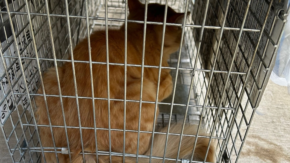 地域のTNR　ターゲットは茶トラくん