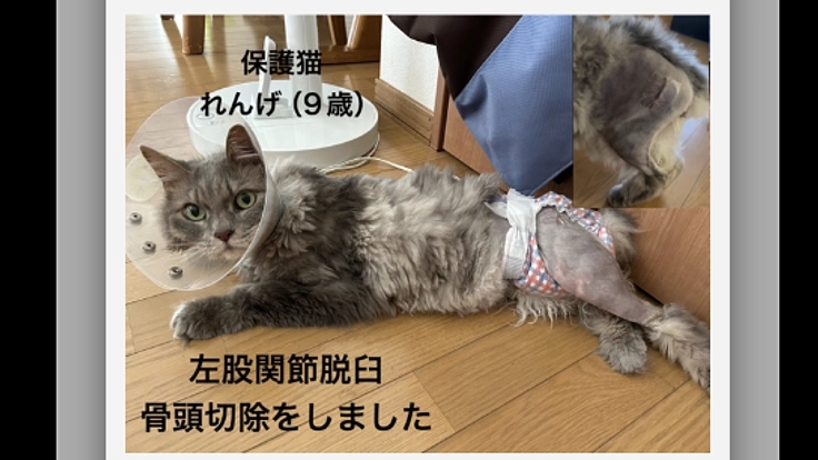 近所の猫に襲われ歩けなくなった愛猫へご支援をお願いします