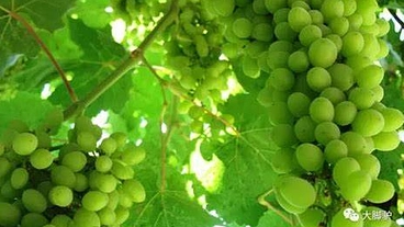 ブドウ園のオープン（自然的） のトップ画像