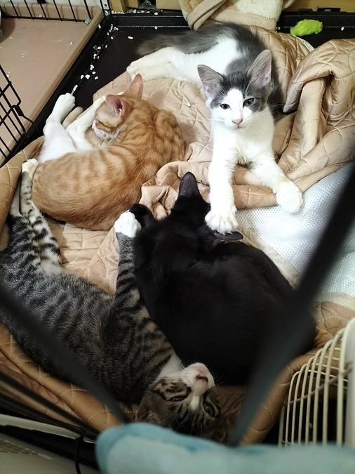 里親さんの所にいった「奏」達