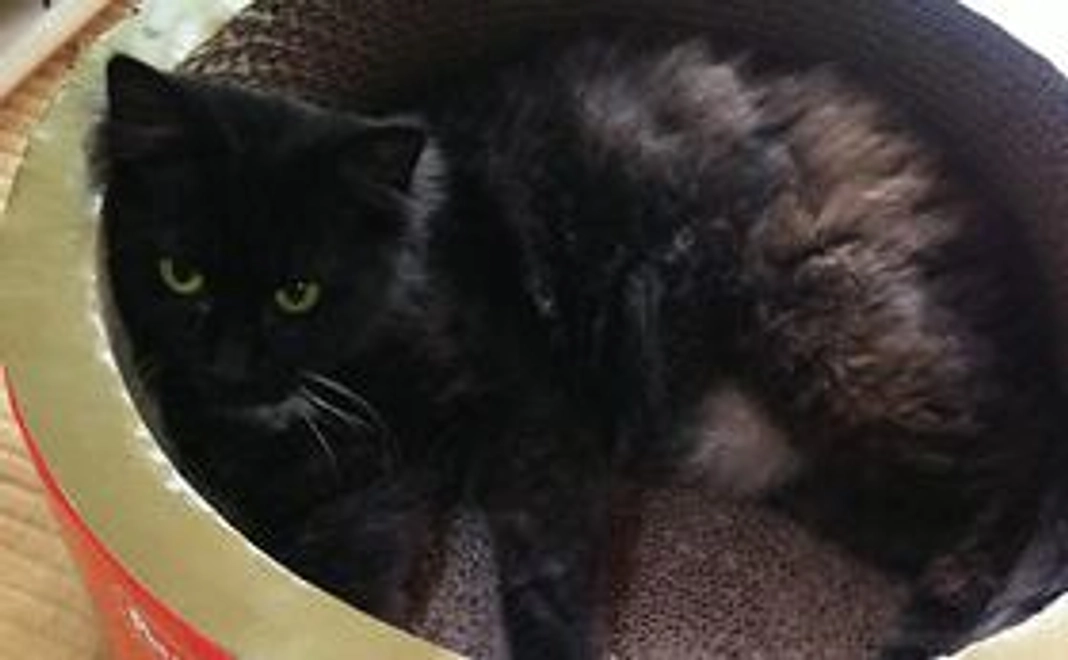 ご支援よろしくお願いします。