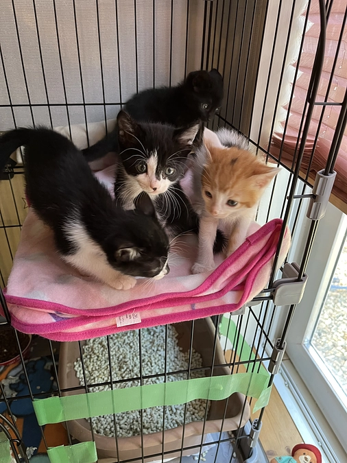 塊で寄り添う子達。