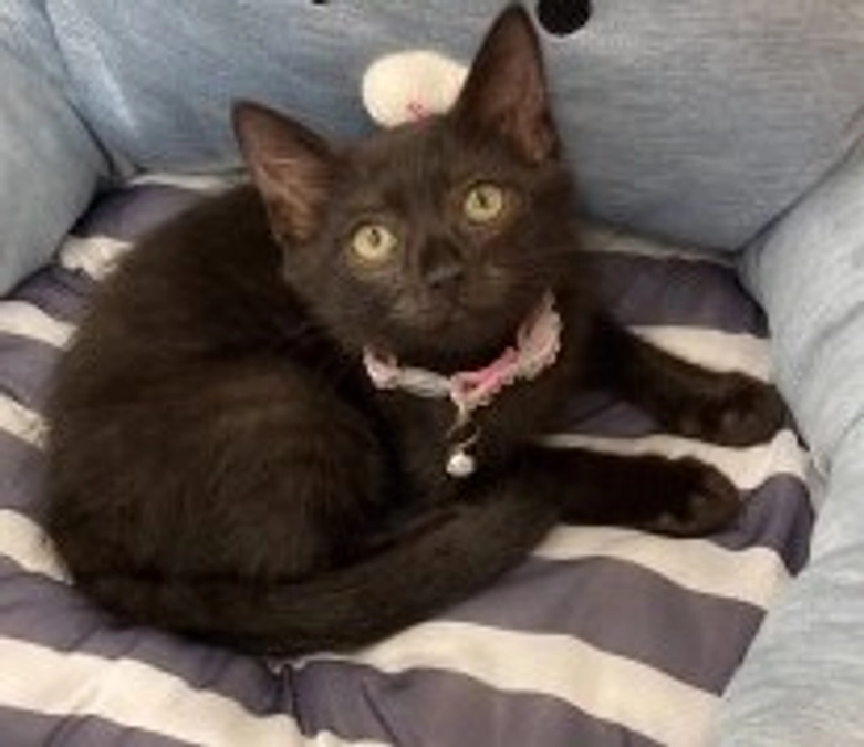 トライアル　続々と決まりました