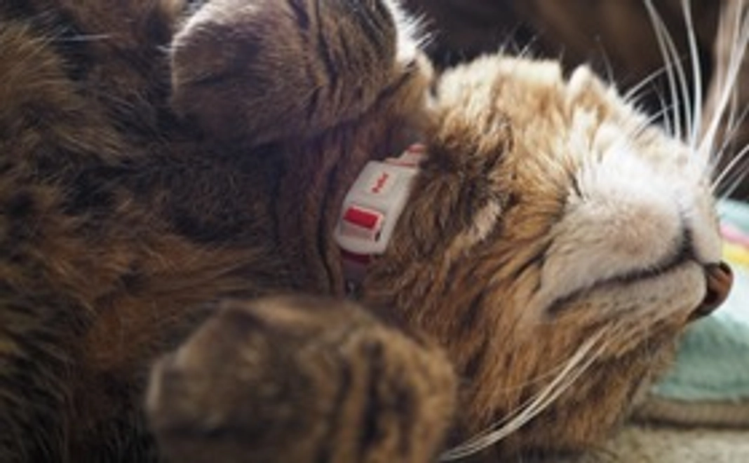 いちご店長と遊べる