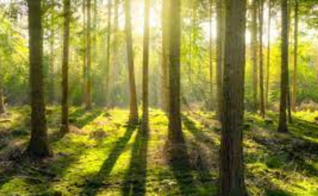 感謝のメール、活動報告１