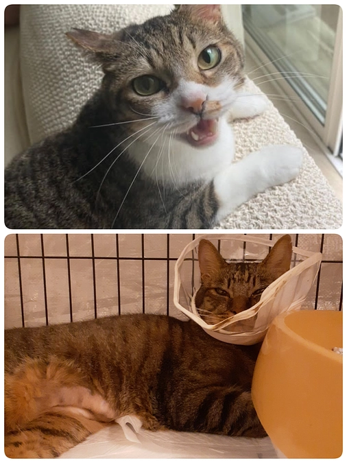 【さんご君】と【凪君】の治療経過報告