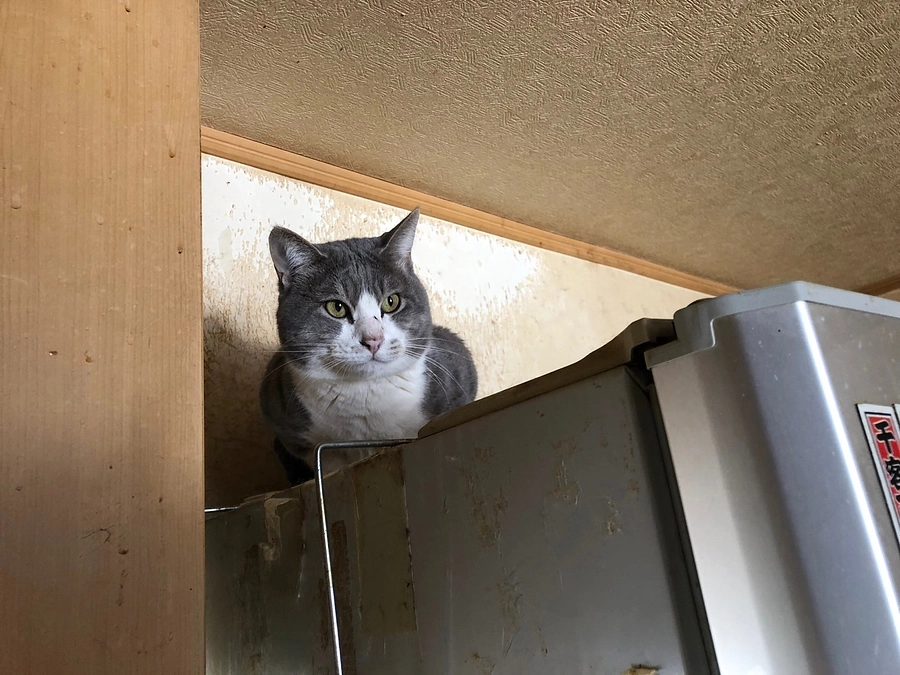 千歳市多頭飼育困難案件から猫を18匹引き取りました！