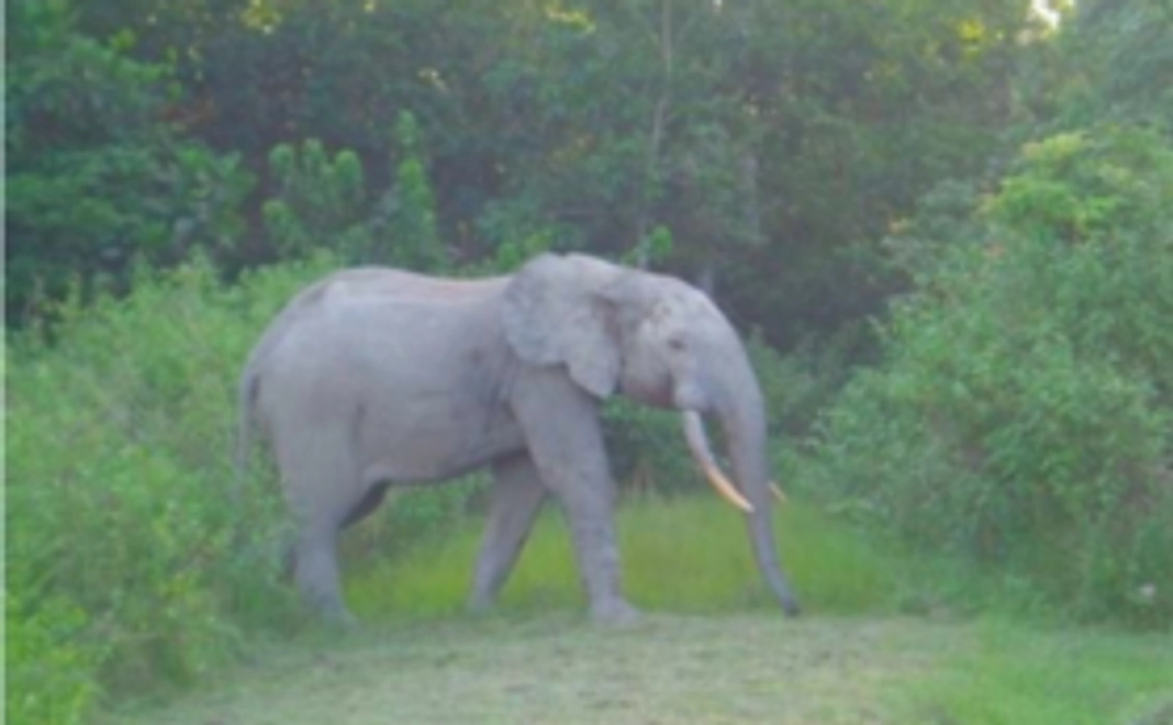 【野生動物を守る仲間！】密着フォローコース