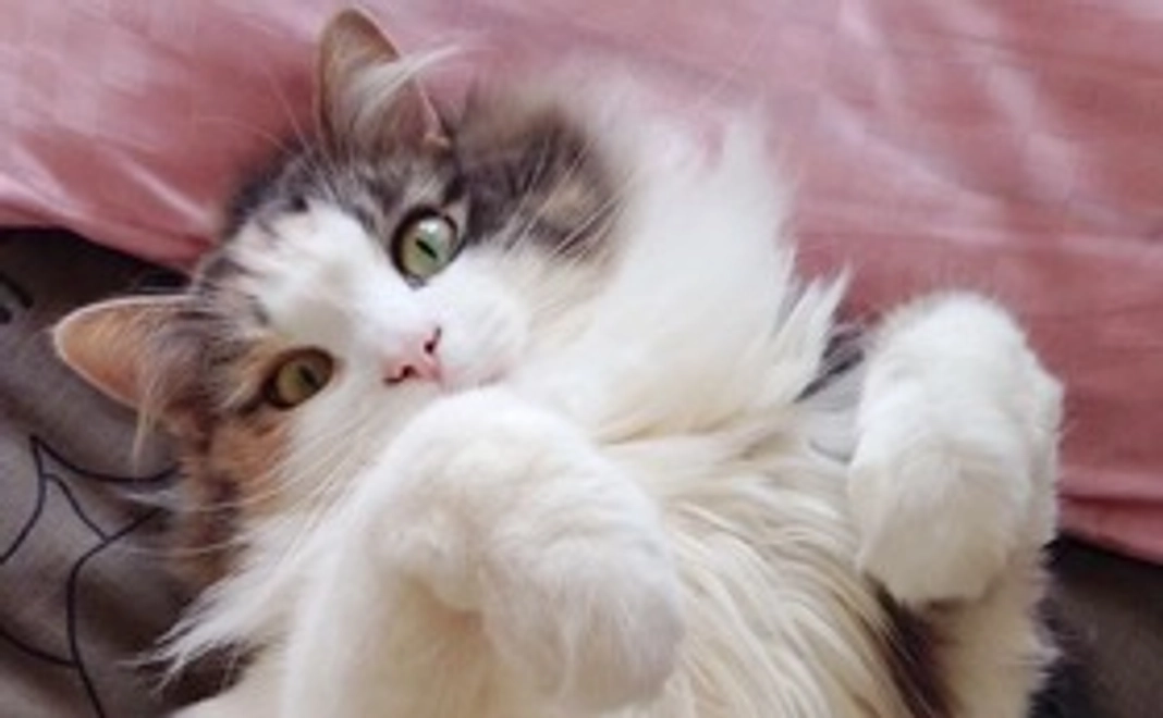 ✩モフへの希望の光✩ 500円