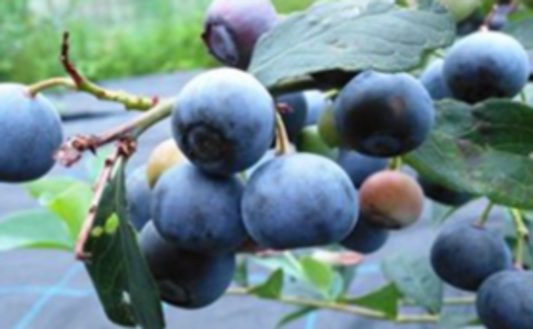 ブルーベリー生食用（300g）