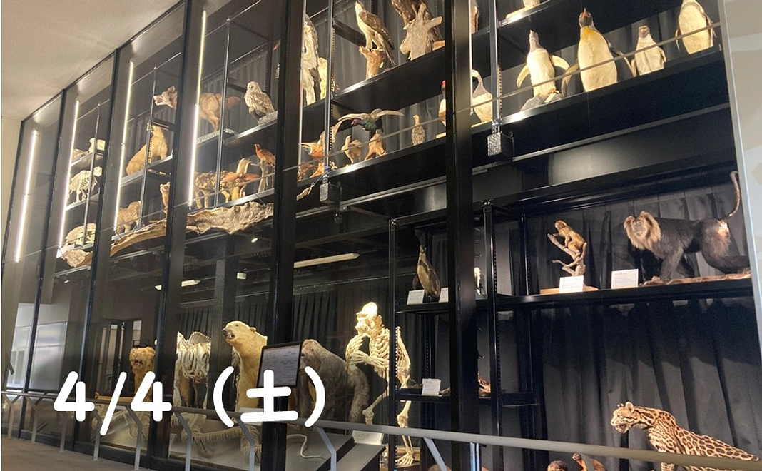 【4/4(土)】標本庫ツアー