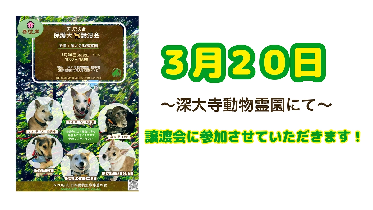 譲渡会やります！　場所：調布市・深大寺動物霊園