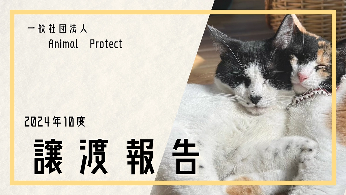 2024年度　10月活動報告