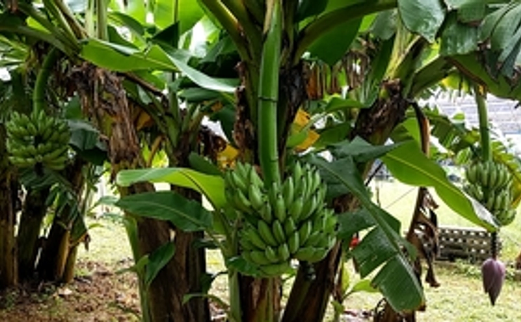 トウメファームのアップルバナナ・2