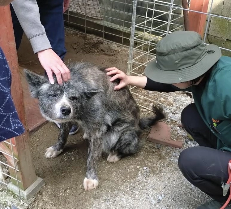最初の患者さん〜秋田犬のリクくん