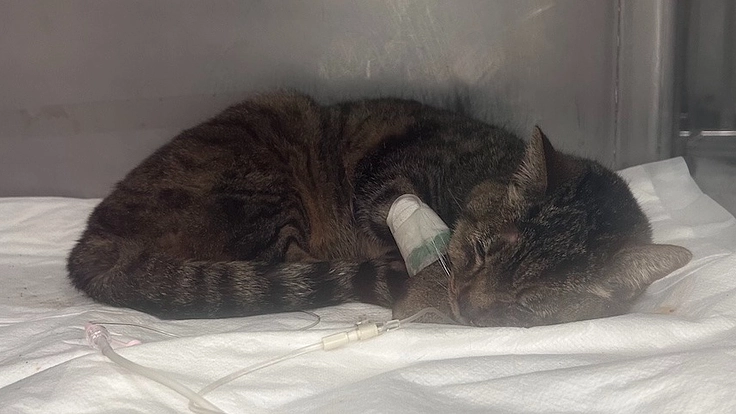 【お願い】交通事故に遭った保護猫「みっちゃん」のために