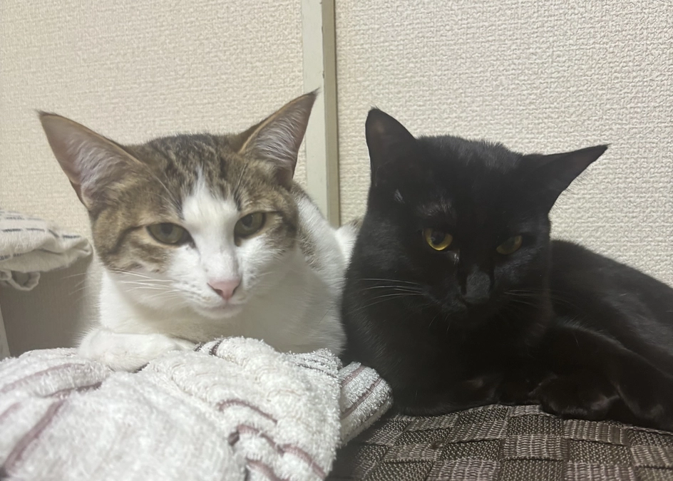 FIP（猫伝染性腹膜炎）と闘うモカの命を救うために、どうかお力を貸してください