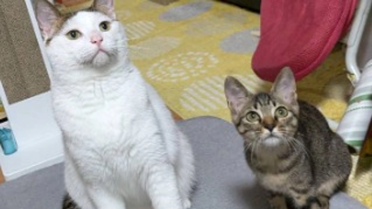 東京に旅立ったアオちゃん