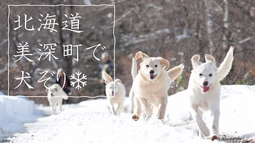 北海道美深町でワイルドでゴージャスな犬ぞりを楽しんでもらいたい！ のトップ画像
