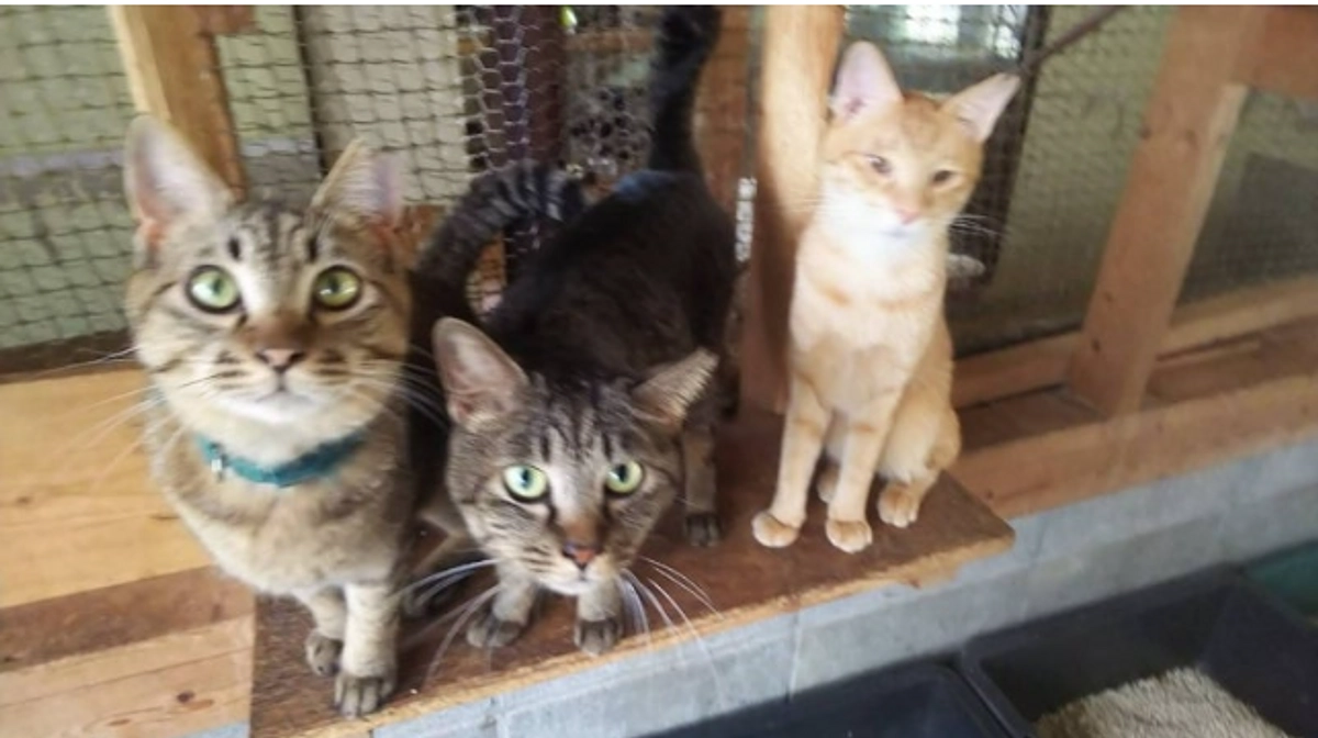 【ネコハウスの日常】甲斐より改めましてご支援へのお礼と、日々のネコハウスの様子です♪